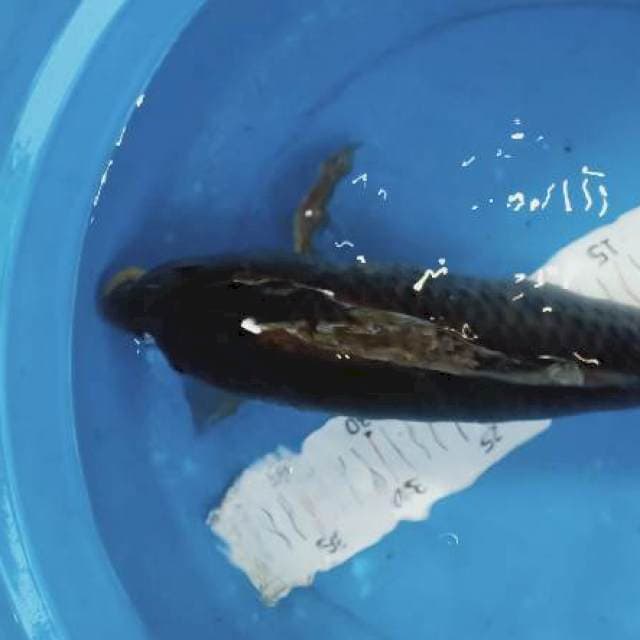 Penjinak jumbo