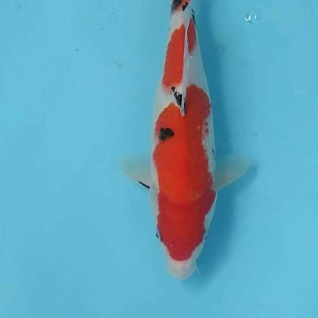 Sanke 30 cm SQ