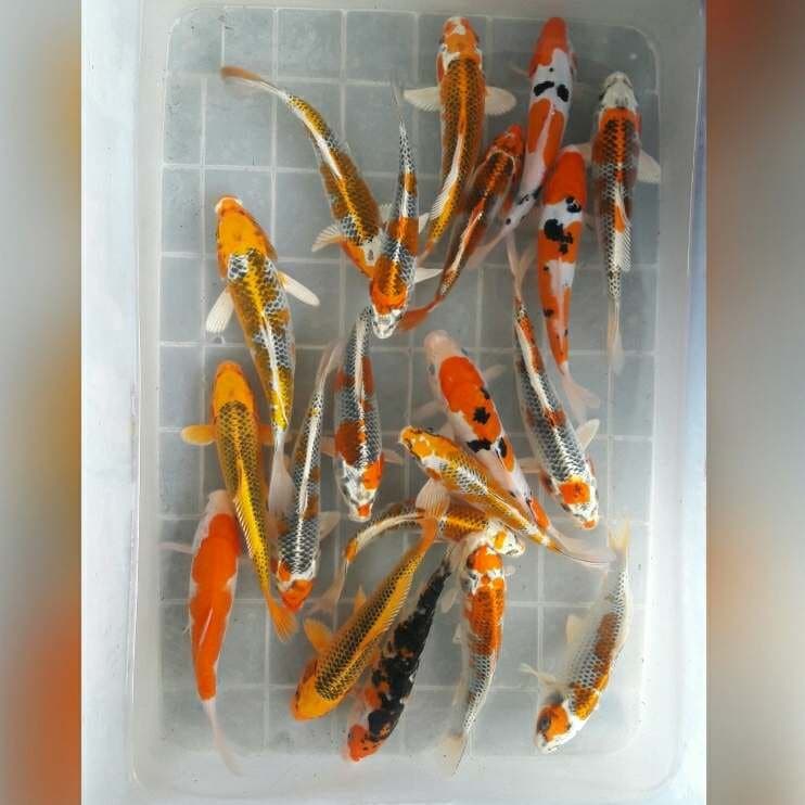 MIX SPESIAL 20EKOR