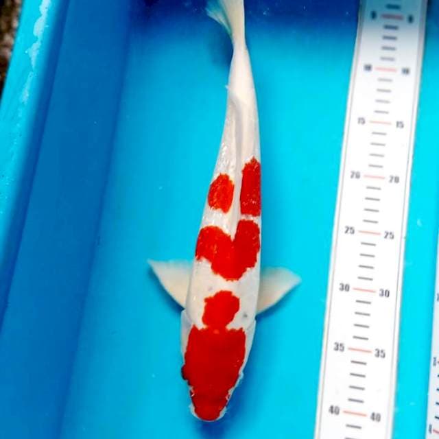 Sanke setrong 38cm