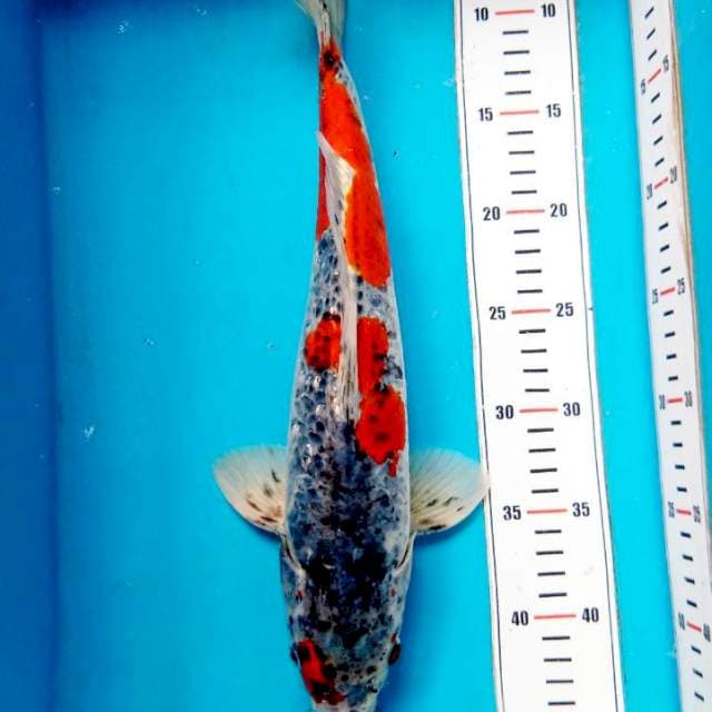 Goshiki Semi Doits 38cm