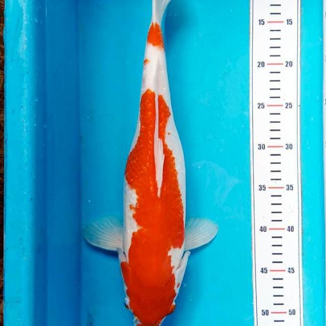 Kohaku 42cm