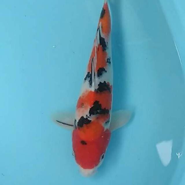 Sanke 30 cm