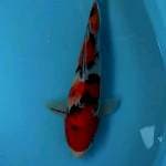 Sanke 30 cm