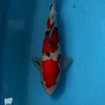 Sanke 35 cm