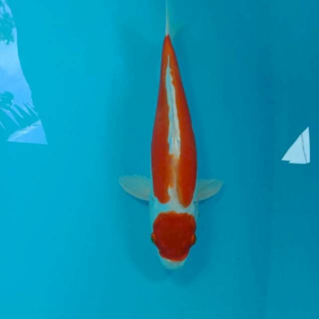 Kikushui, 35 cm