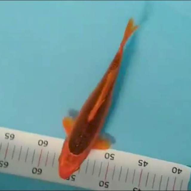 Akamatsuba jos 25 cm