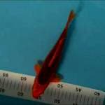 Akamatsuba jos 25 cm