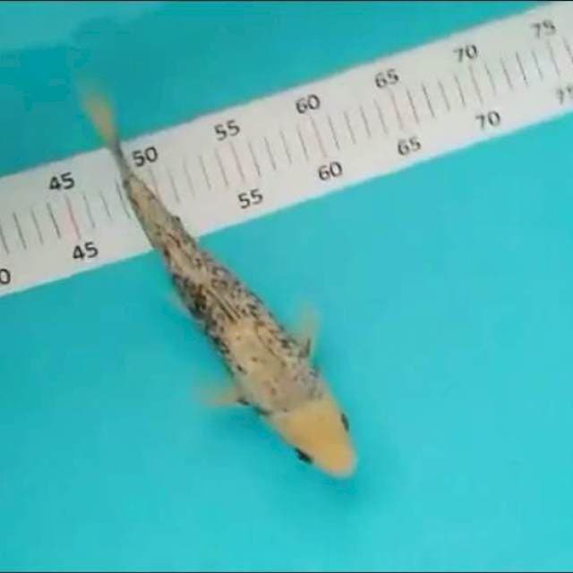 Matsukawabake 20cm