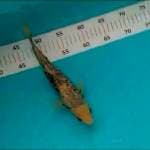 Matsukawabake  20cm 