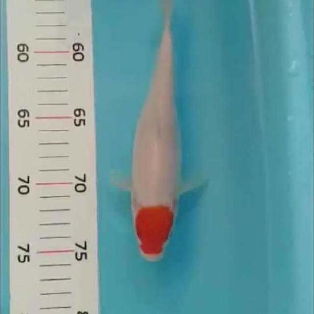 Tanco matsukawabake 20cm
