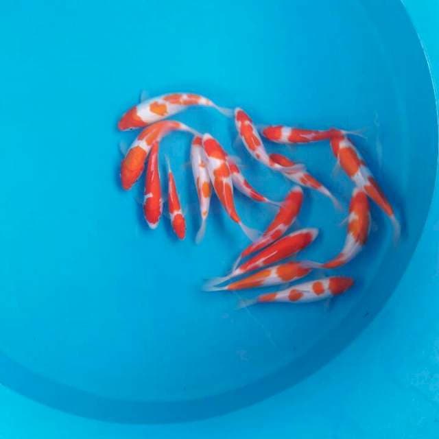 Mix kohaku merahhh juosss