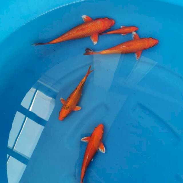 Orange ogon F1