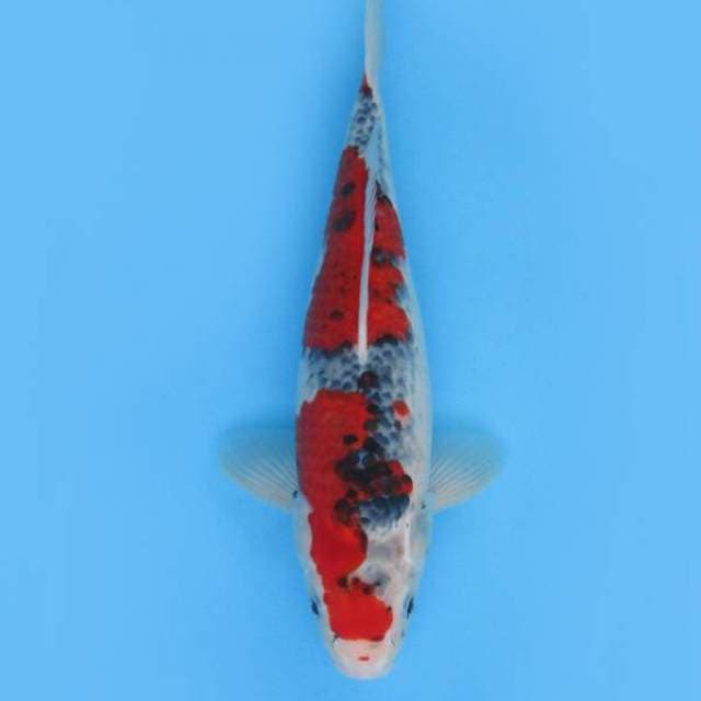 GOSHIKI SQ JUMBO TOSAI