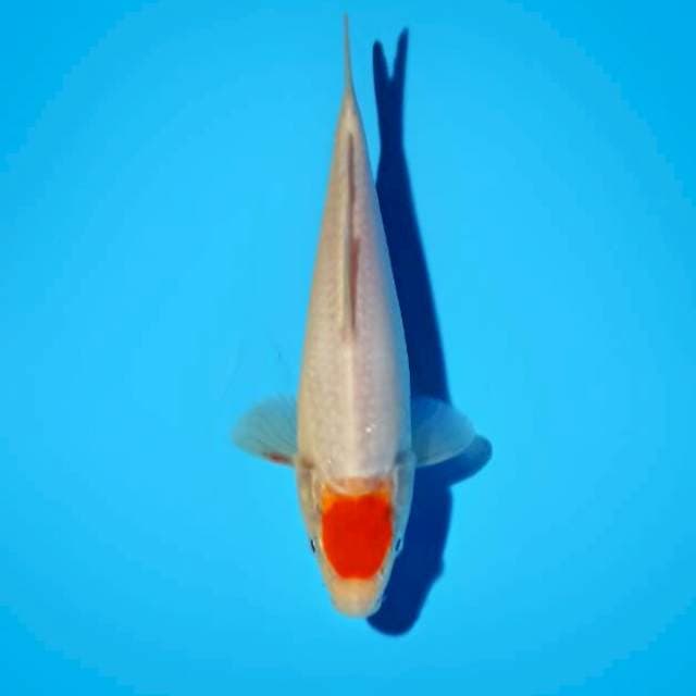 Tancho 20 cm