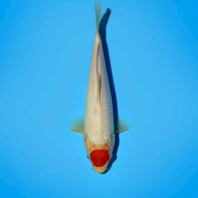 Tancho 25 cm