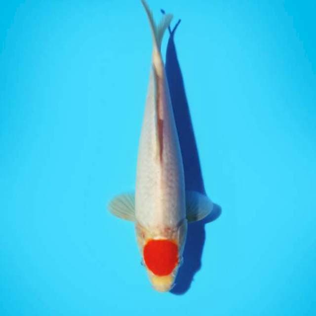 Tancho 26 cm