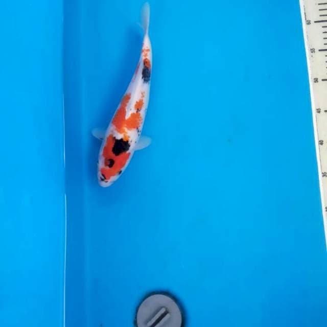 Kanoko body atletis