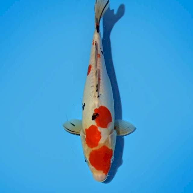 ND DOITS 32CM