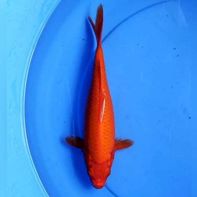 Aka hajiro 30 cm