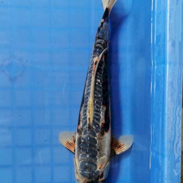 Shusui 32cm