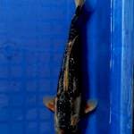 Shusui 32cm