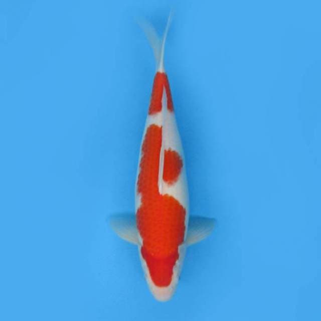 KOHAKU F1 - BEAUTIFUL