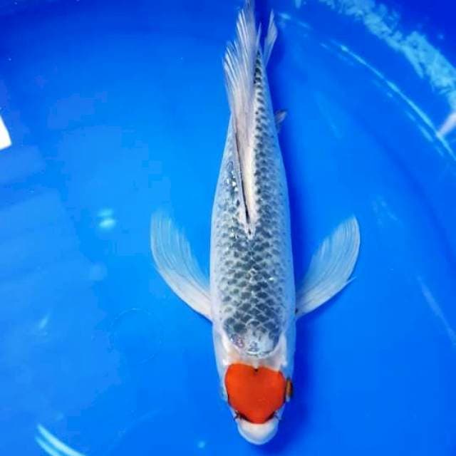 TC.GOSHIKI KUMPAY 35cm