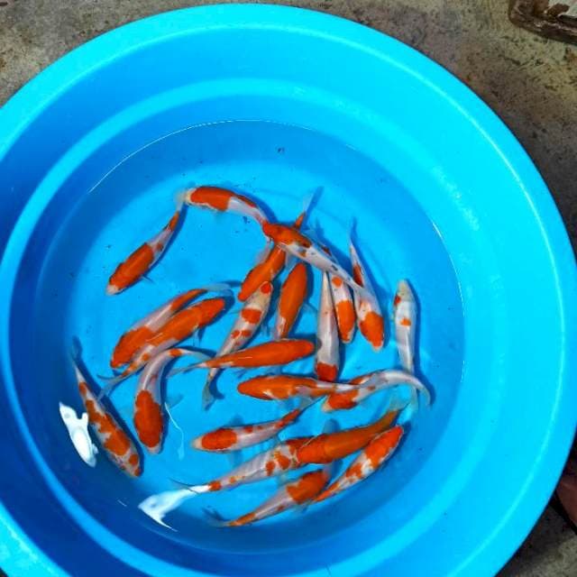 Mix kohaku 16-18cm