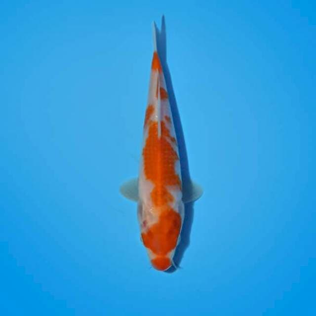 Kohaku 18cm