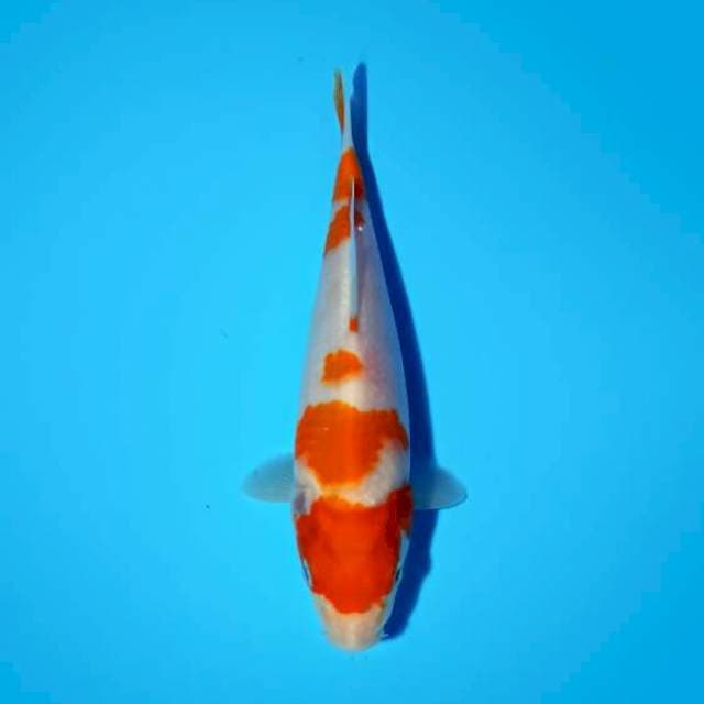 Kohaku 18cm