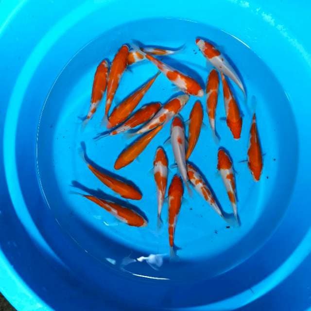 Mix Kohaku 15-16cm