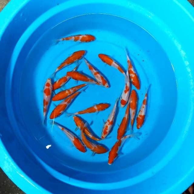 Mix Kohaku 13-15cm