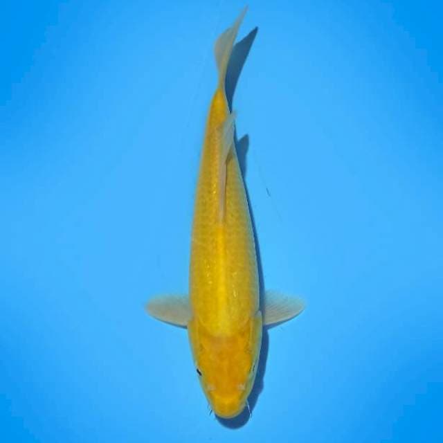 CHEESE FISH 02