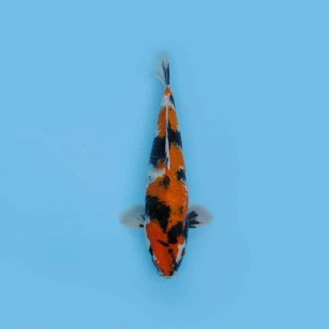 SHOWA SANSOKU F1_TATEGOI GOOD PATTERN