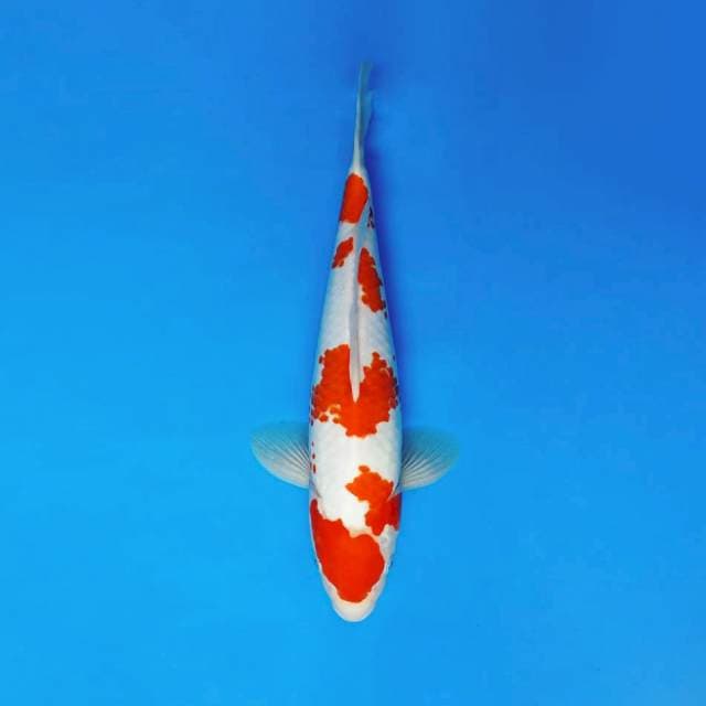 HANAKO 4 - KOHAKU KANOKO ®