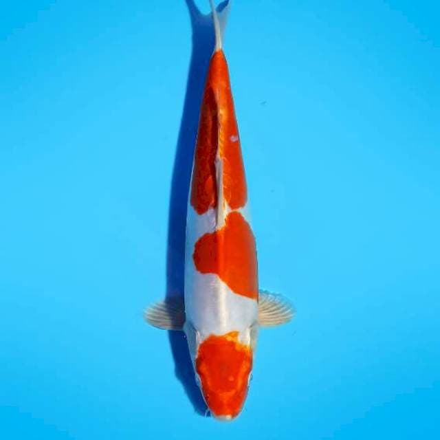 Kikushui 29 cm