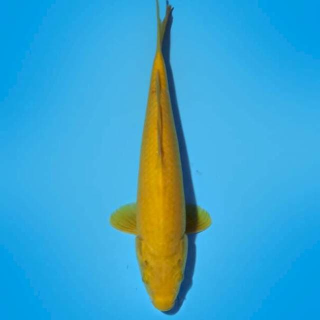 CHEESE FISH 04