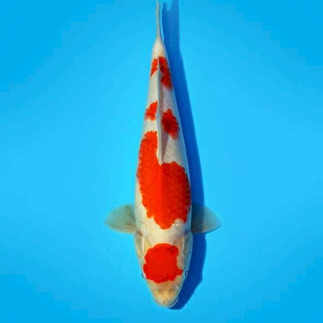 Maruten Kohaku 29 cm