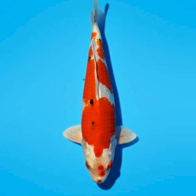 Hesei Nishiki 31cm