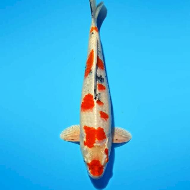 Heisei Nishiki 32 cm