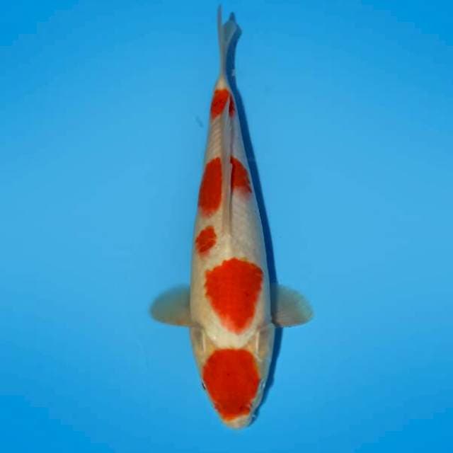 Maruten Kohaku 33 cm
