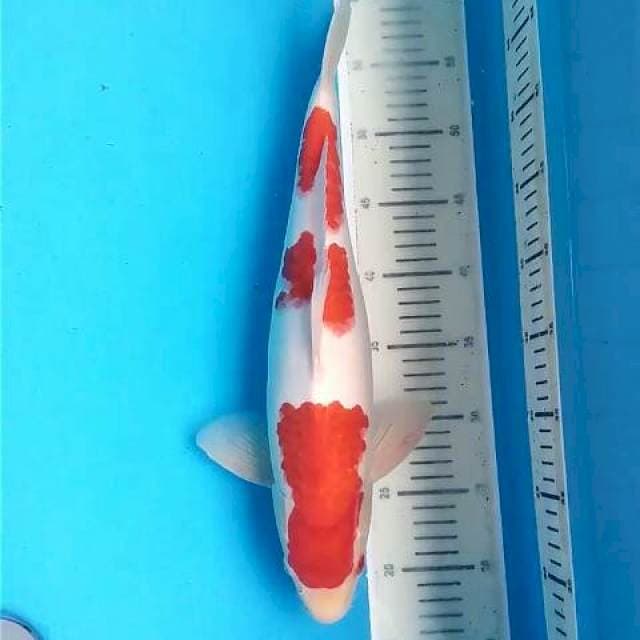 Kohaku Joss ~43