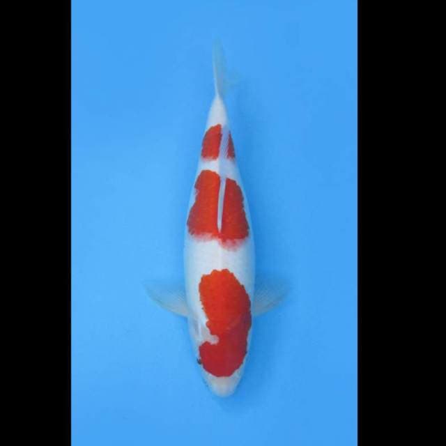 KOHAKU F1 _SPECIAL PATTERN