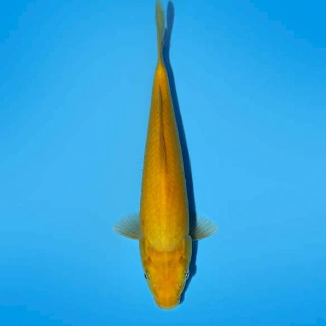 Karashi 30 cm