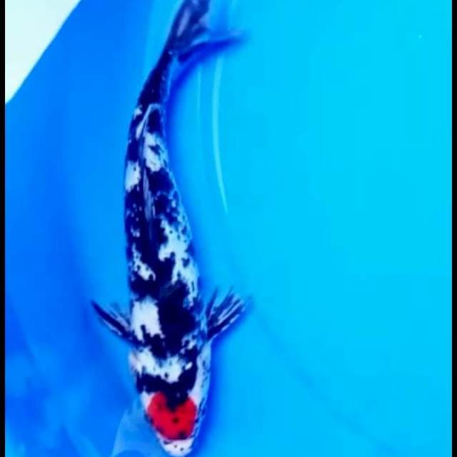 22cm TC showa brontoseno 