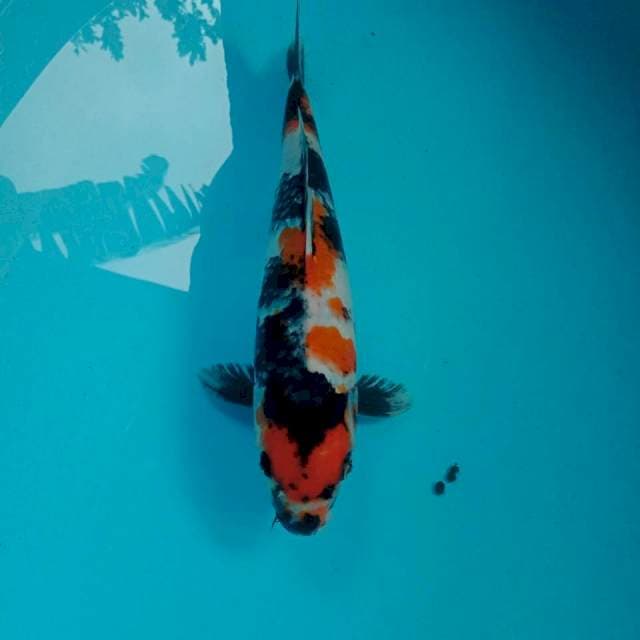 Showa, 26 cm