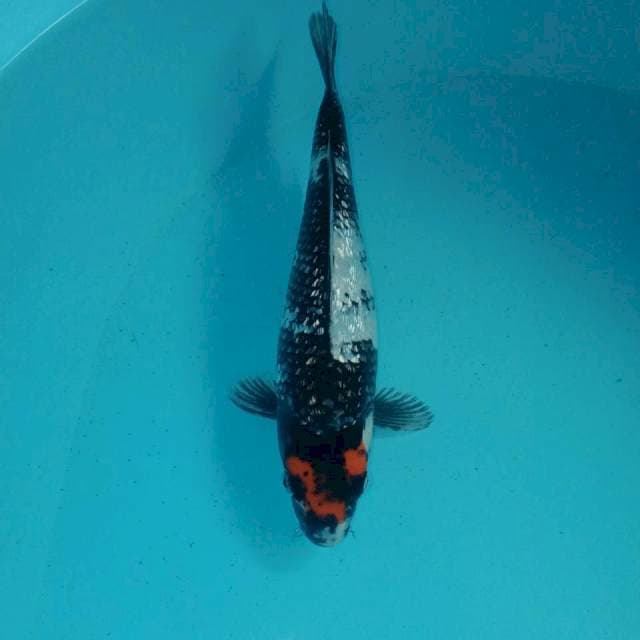 Tancho Showa Ginrin, 24 cm