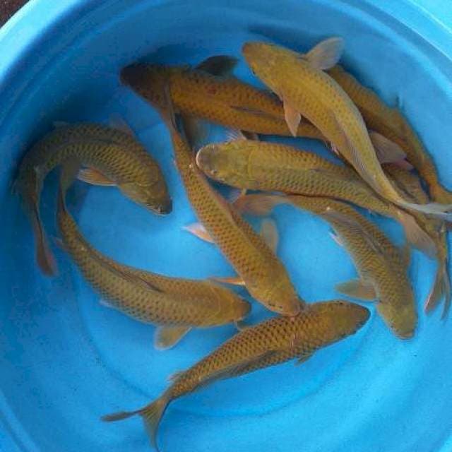 Mix caghoi midhori body munuk 10 ekor