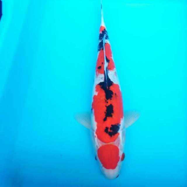 MARUTEN SANKE 30 CM